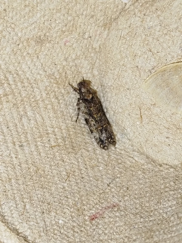 Psoricoptera gibbosella - levélsodró sarlósmoly