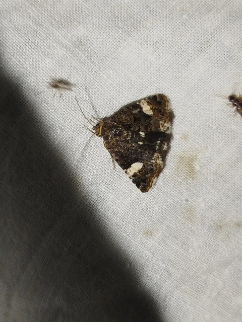 Tyta luctuosa - fekete nappalibagoly