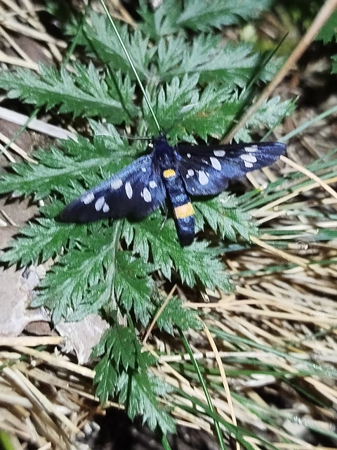 Amata phegea - fehérpettyes álcsüngőlepke