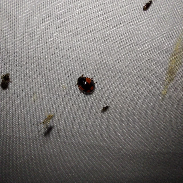 Adalia bipunctata - kétpettyes katica