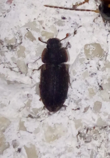 Colobicus hirtus - szegélyes héjbogár Colobicus hirtus - szegélyes héjbogár