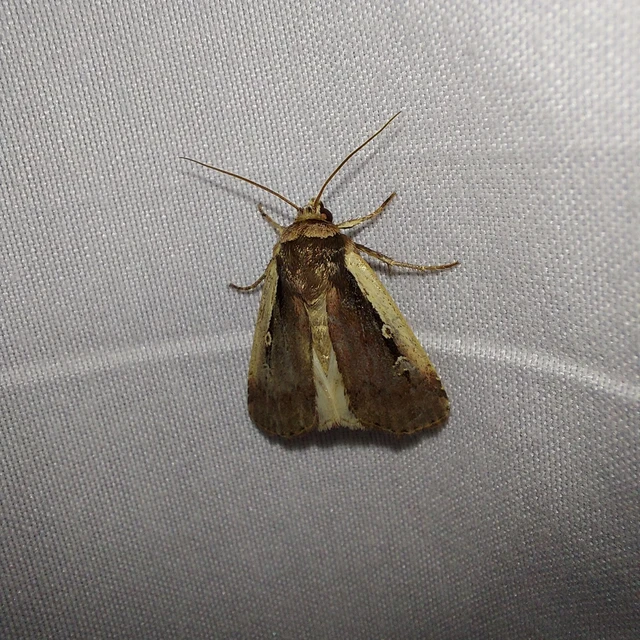 Ochropleura plecta - fehérszegélyű fűbagoly