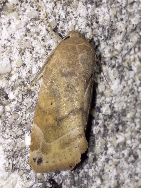 Cosmia affinis - barna lombbagoly