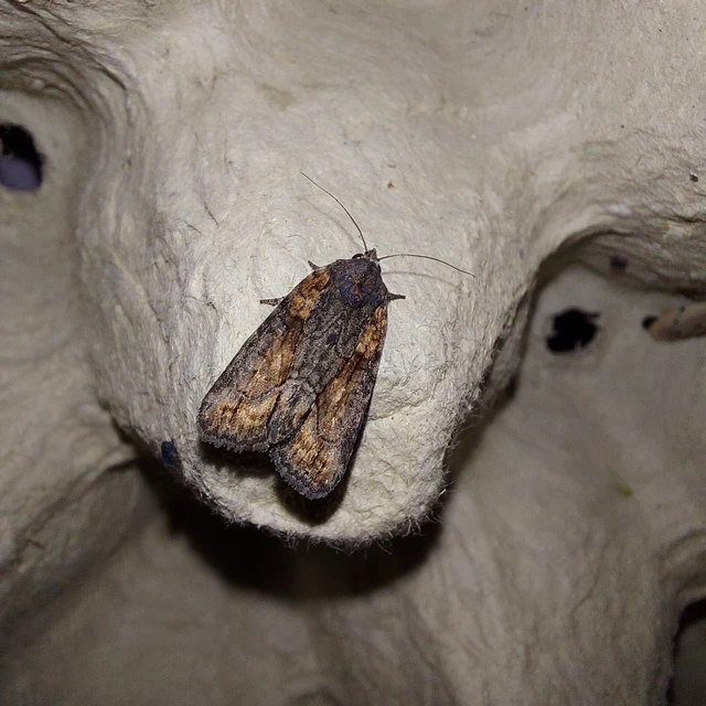 Bryophila raptricula/felina