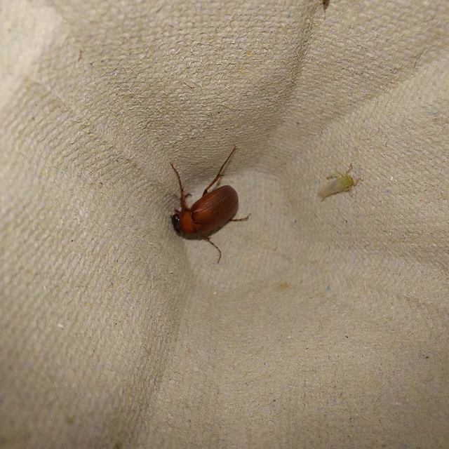 Serica brunnea - homoki kiscserebogár