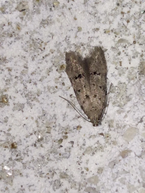 Teleiodes vulgella - galagonya-borzasmoly