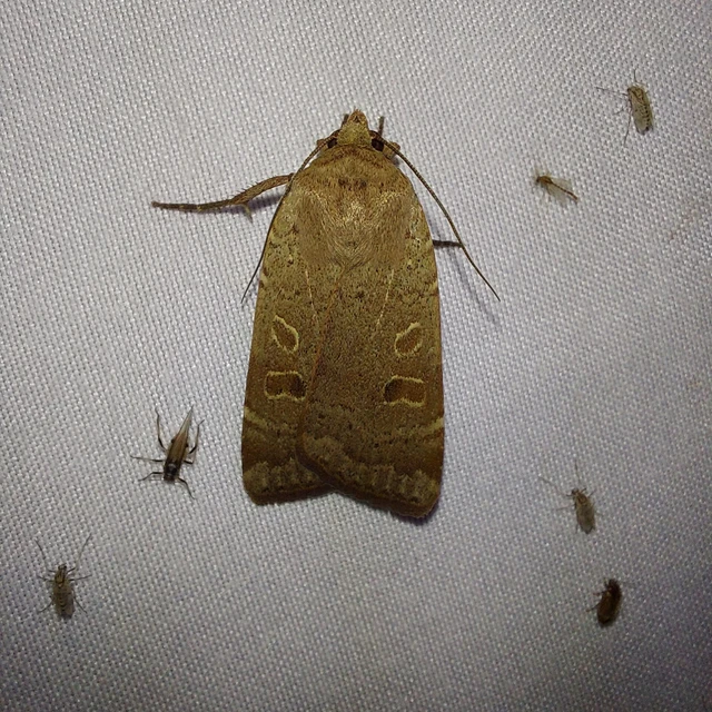 Noctua comes - kis sárgafűbagoly