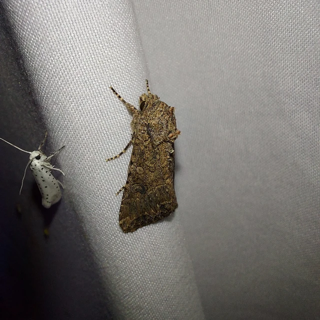 Hadula trifolii - lóherebagoly