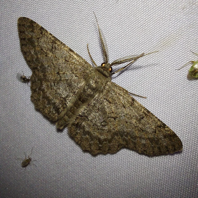 Hypomecis punctinalis - pettyes faaraszoló