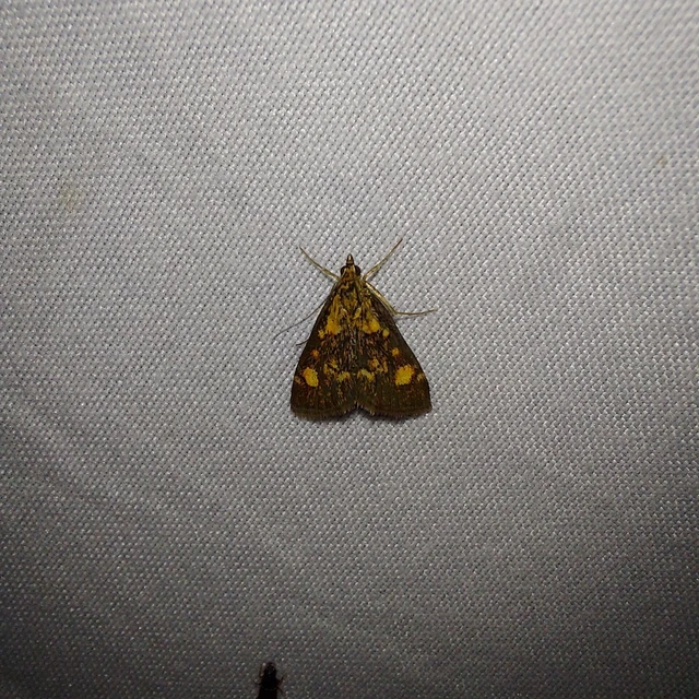 Pyrausta aurata - aranyló bíbormoly