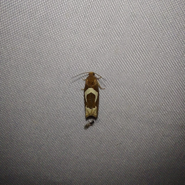 Epiblema foenella - kampósfoltú tükrösmoly