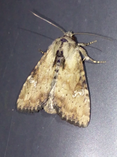 Loscopia scolopacina - csinos dudvabagoly