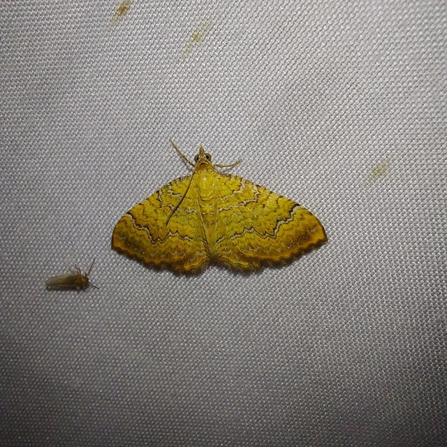 Camptogramma bilineata - kétvonalas sávosaraszoló