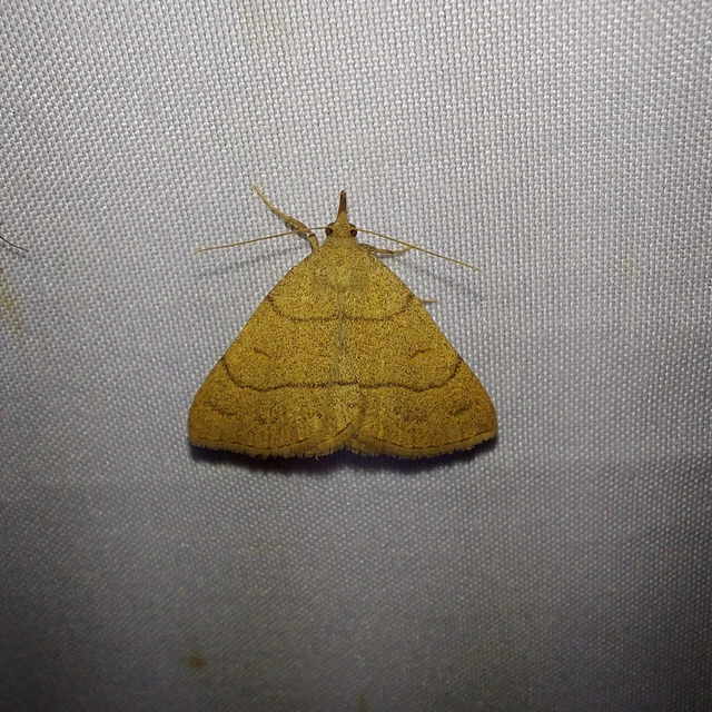 Paracolax tristalis - sárgás karcsúbagoly