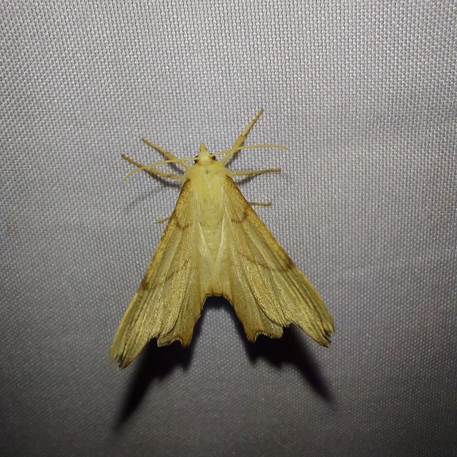 Ennomos erosaria - hársfa-levélaraszoló