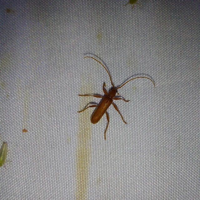 Axinopalpis gracilis - kecses selymescincér