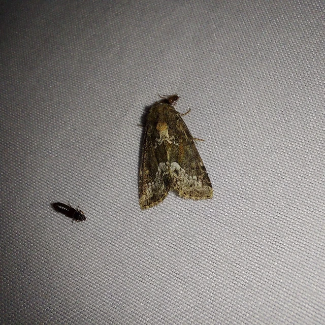 Oligia strigilis - kormos dudvabagoly