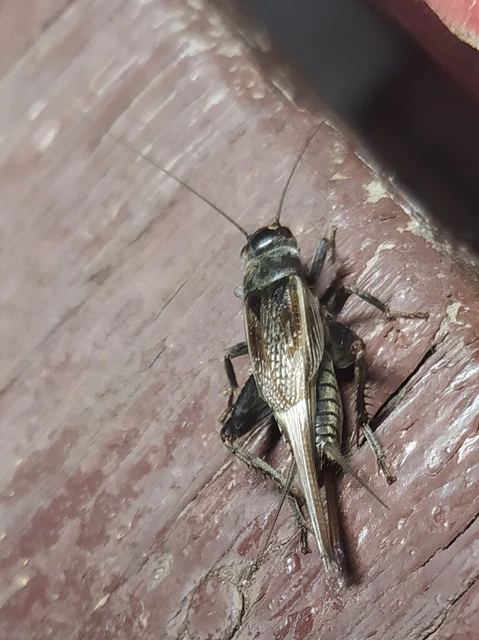 Eumodicogryllus bordigalensis - bordói tücsök