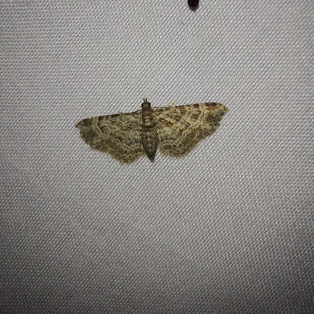 Gymnoscelis rufifasciata - vöröscsíkos törpearaszoló