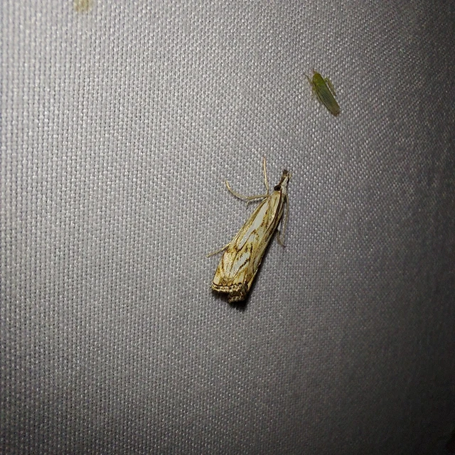 Catoptria falsella - hálós fűgyökérmoly