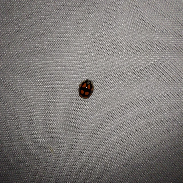 Adalia decempunctata - tízpettyes katica