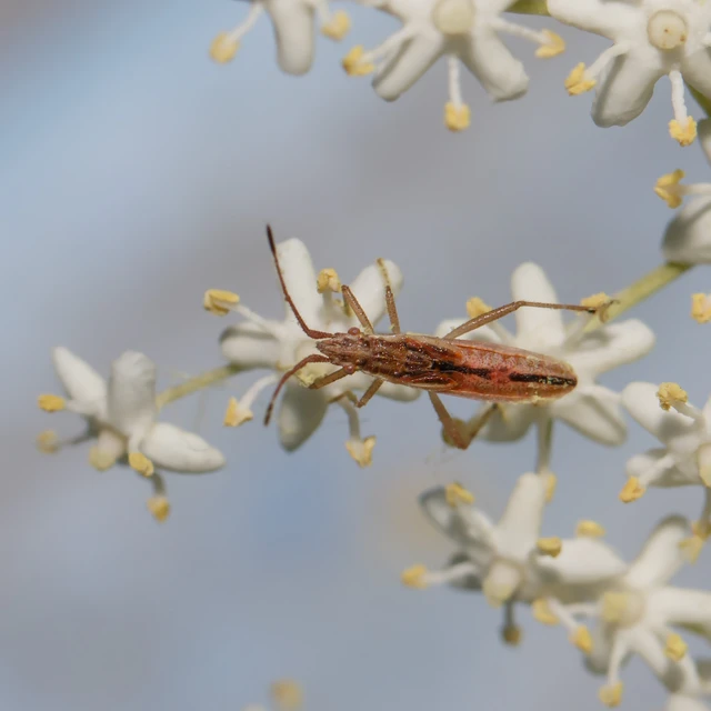 Myrmus miriformis - kurtaszárnyú karimáspoloska