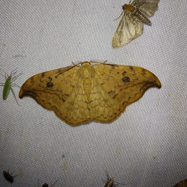 Drepana falcataria - nyárfa-sarlósszövő