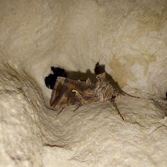 Autographa gamma - gammalepke