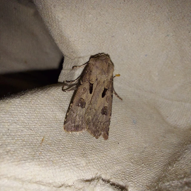 Agrotis exclamationis - felkiáltójeles földibagoly