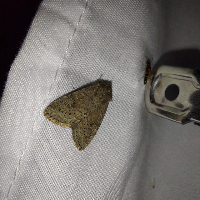 Parastichtis suspecta - sötét erdeibagoly