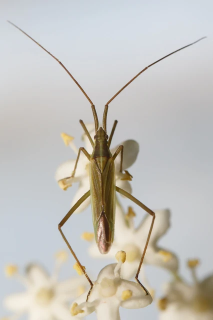 Stenodemini