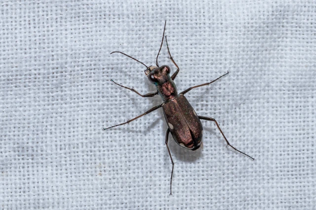 Cylindera germanica - parlagi homokfutrinka