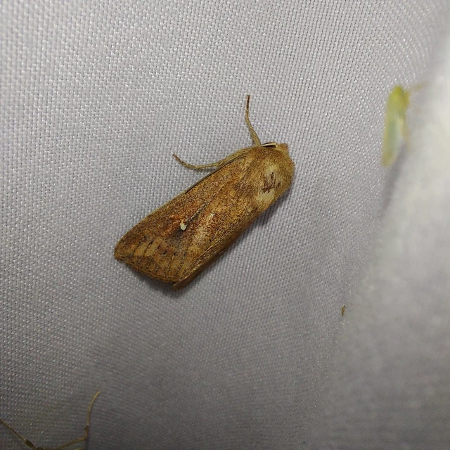 Mythimna albipuncta - fehérpettyes rétibagoly