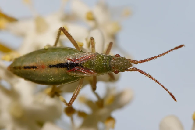 Myrmus miriformis - kurtaszárnyú karimáspoloska