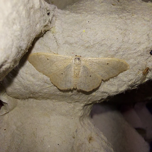 Idaea straminata - szalmasárga sávosaraszoló