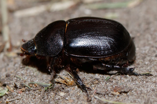 Pentodon idiota - butabogár