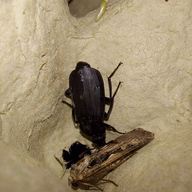 Necrodes littoralis - nagy dögbogár