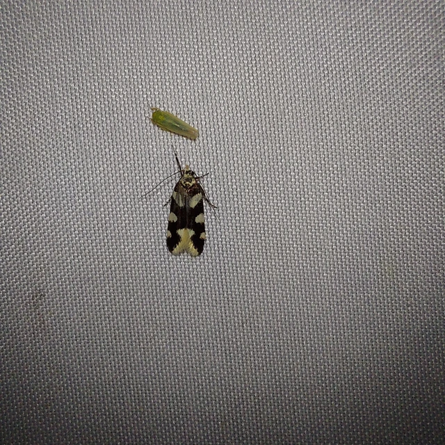 Pseudotelphusa tessella - sóskafamoly