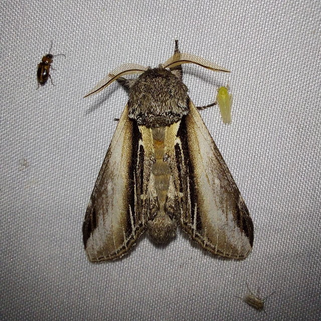 Pheosia tremula - nyárfa-púposszövő