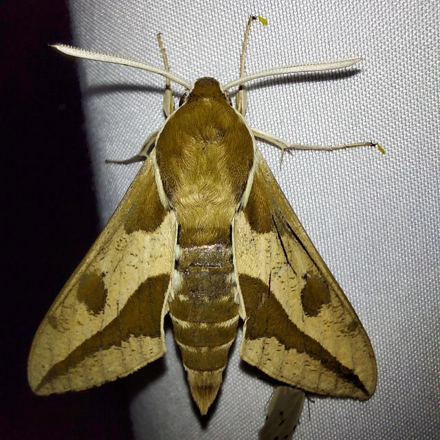 Hyles euphorbiae - kutyatejszender
