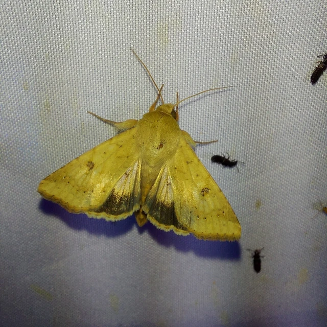 Helicoverpa armigera - kukorica-veteménybagoly