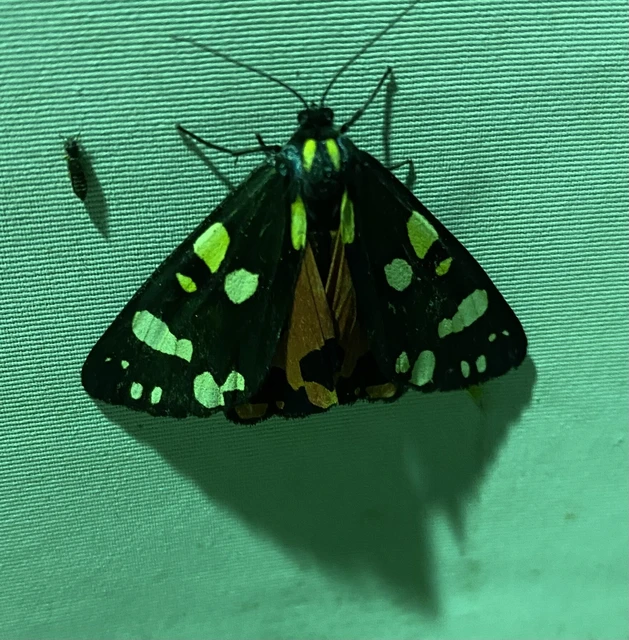 Callimorpha dominula - fémes medvelepke