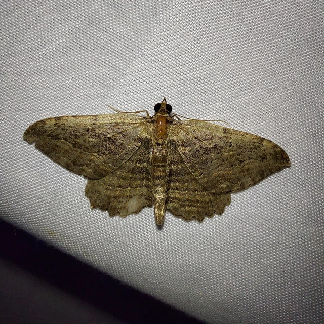 Philereme transversata - varjútövis-araszoló