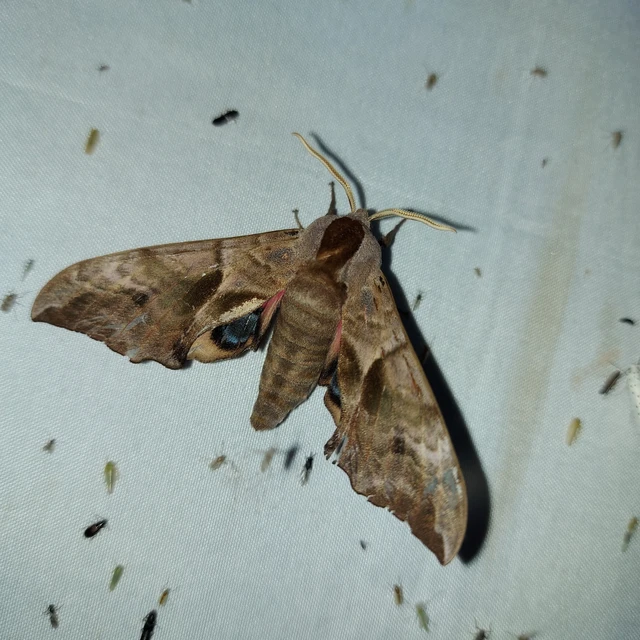 Smerinthus ocellatus - esti pávaszem