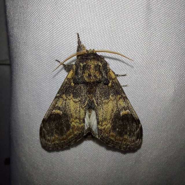 Notodonta tritophus - tarajos púposszövő