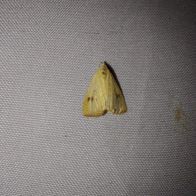 Rivula sericealis - selymes lórombagoly