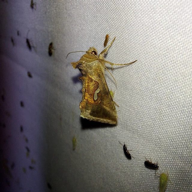Macdunnoughia confusa - cseppfoltos ezüstbagoly
