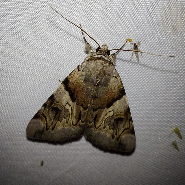 Catocala fulminea - galagonya-övesbagoly