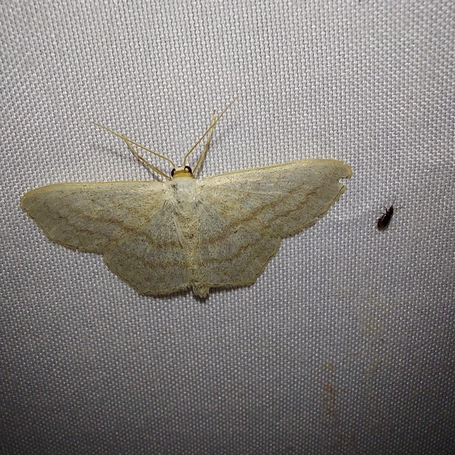 Scopula nigropunctata - feketepettyes araszoló