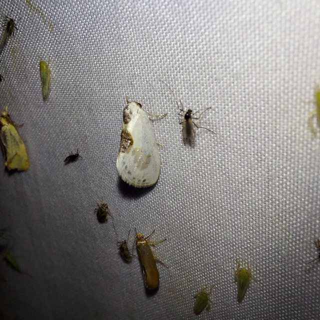 Cilix glaucata - törpe sarlósszövő